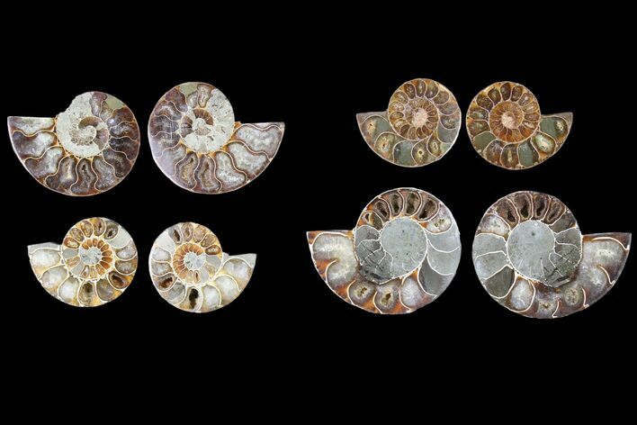 Lot: - Cut Ammonite Pairs (Grade B) - Pairs #81277